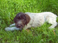 /album/fotogalerie-bettyna/prvni-vychazka-071-3-jpg/